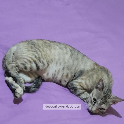 Foto 1/1 Misu Gatita Bonita Chat perdido en Maracaibo