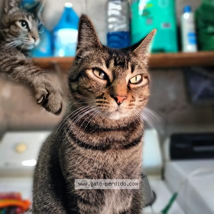 Foto 1/1 Thomas Chat perdido en Tijuana