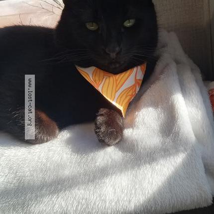 Foto 1/1 Little bear Chat perdido en Rutherfordton