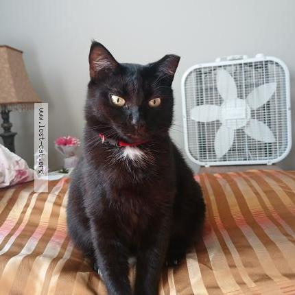 Foto 1/1 KEE KEE Chat perdido en Columbus