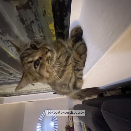 Foto 1/1 Gato encontrado Encontrado en Vega alta