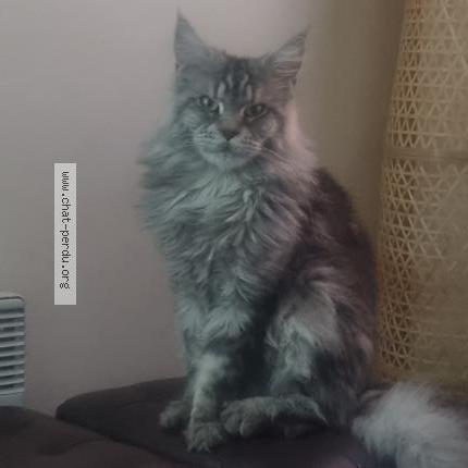 Foto 1/1 Chiang Chat perdido en Boulogne billancourt