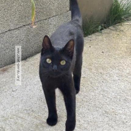 Foto 1/1 Loki Chat perdido en Valence