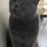 Foto de un gato reunido en Kaerjeng