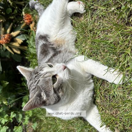 Foto 1/1 Nala Chat perdido en La madeleine