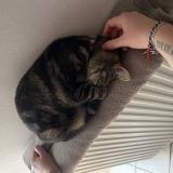 Foto del gato perdido en Orbais L Abbaye