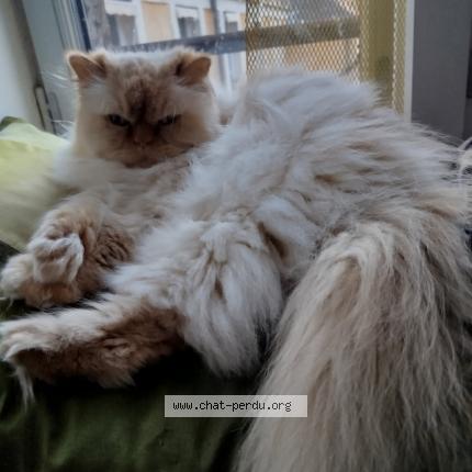 Foto 1/1 Sans nom Chat perdido en Saint avertin