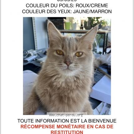 Foto 1/1 Umi Chat perdido en Paris