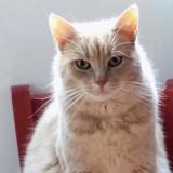 Foto del gato perdido en Bois Le Roi