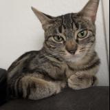 Foto del gato perdido en Bonneville