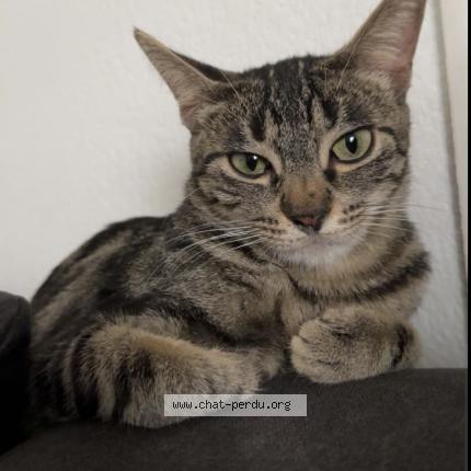 Foto 1/1 Minou Chat perdido en Bonneville
