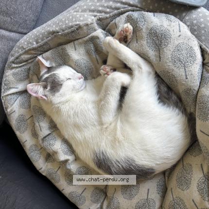 Foto 1/1 Winni Chat perdido en Les sorinieres