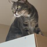 Foto del gato perdido en Beauchalot