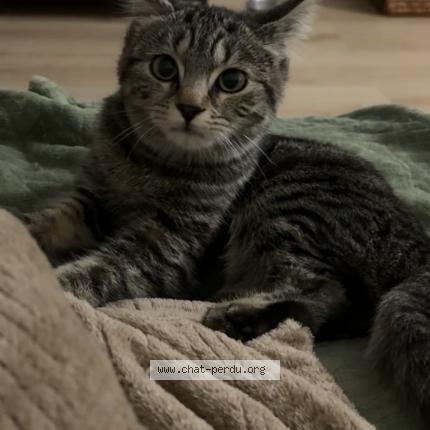 Foto 1/1 Gato encontrado Encontrado en Halluin