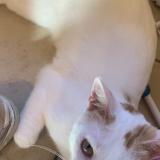 Foto del gato perdido en Saint Priest