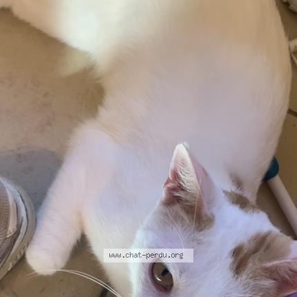 Foto 1/1 Snow Chat perdido en Saint priest