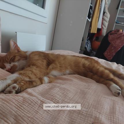 Foto 1/1 Biscuit Chat perdido en Chaize le vicomte la