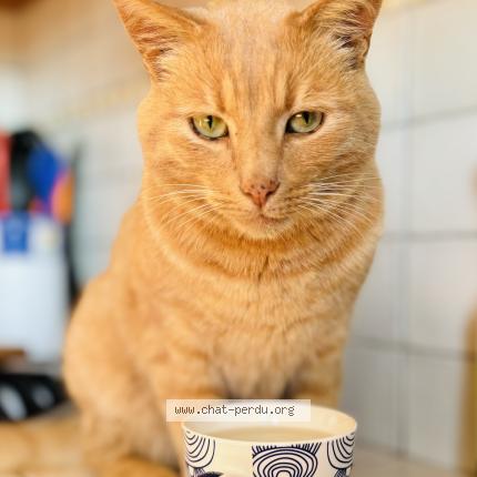 Foto 1/1 Ti punch Chat perdido en Locmaria plouzane