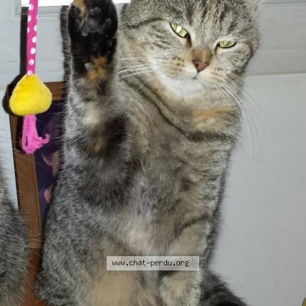 Foto 1/1 Fifi Chat perdido en Leuvrigny chene la reine