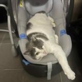 Foto del gato perdido en Toufflers