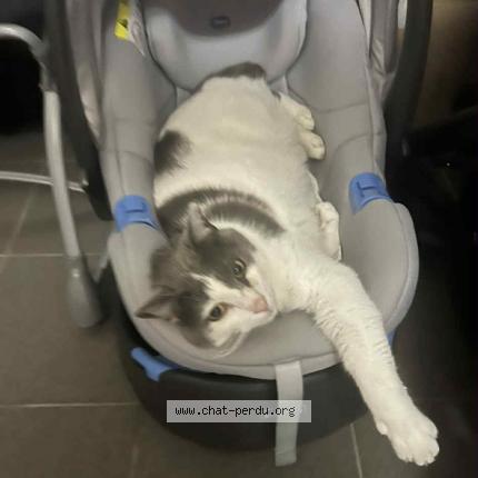 Foto 1/1 Grizman Chat perdido en Toufflers