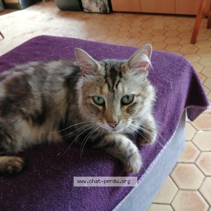 Foto 1/1 isabelle deloffre Chat perdido en Le gua