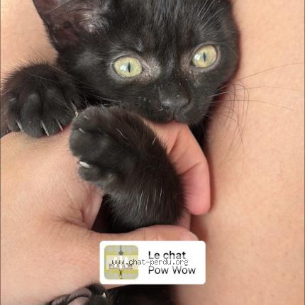 Foto 1/1 Charly Chat perdido en Le petit quevilly