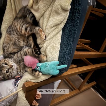 Foto 1/1 Hurrem Chat perdido en Mathieu