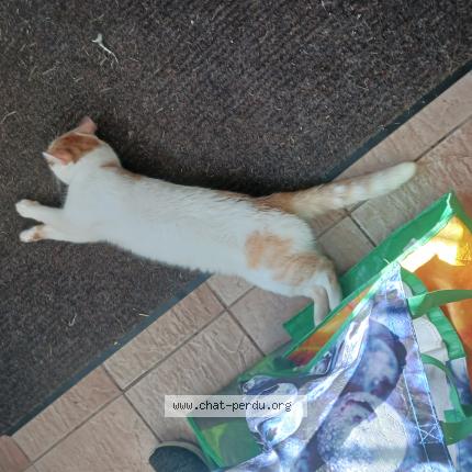 Foto 1/1 Karine Bernier Chat perdido en Sainte julienne