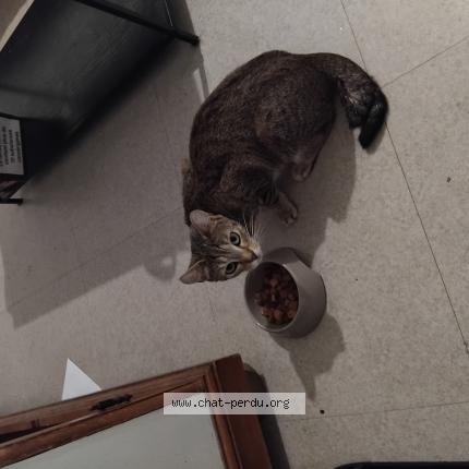 Foto 1/1 Lyla Chat perdido en La seyne sur mer