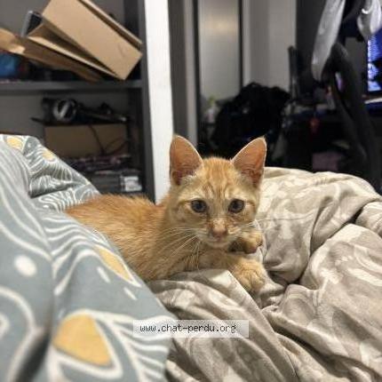 Foto 1/5 Roro Chat perdido en Saint denis