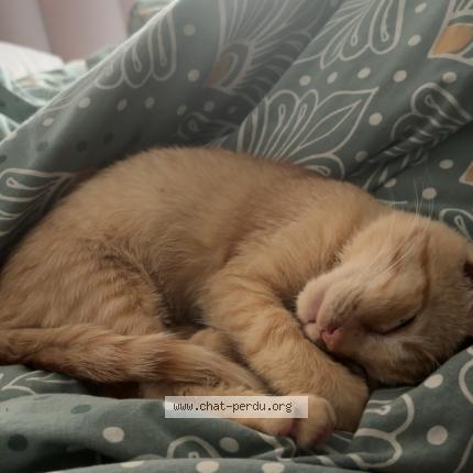 Foto 3/5 Roro Chat perdido en Saint denis