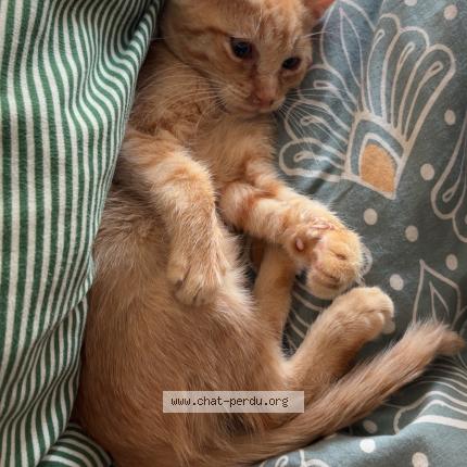 Foto 4/5 Roro Chat perdido en Saint denis