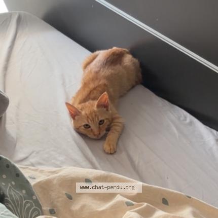 Foto 5/5 Roro Chat perdido en Saint denis