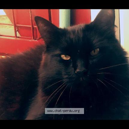 Foto 1/1 Sacha Chat perdido en La rochelle