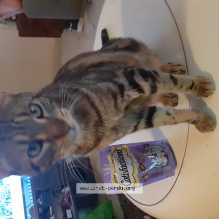 Foto 1/1 Vladimir Chat perdido en Le bousquet d orb