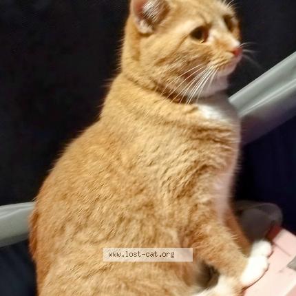 Foto 1/1 Sunshine Chat perdido en Raleigh