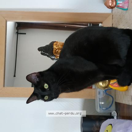 Foto 1/1 Severus Chat perdido en Luc sur mer