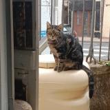 Foto del gato perdido en Bergerac