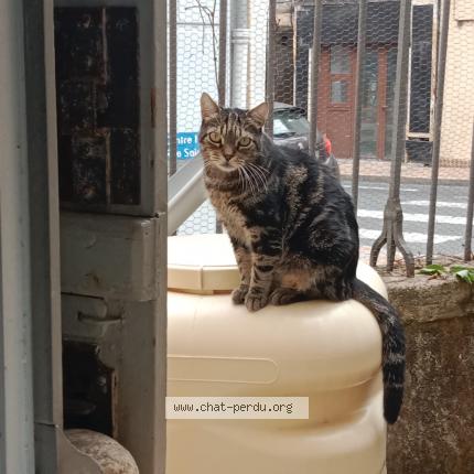 Foto 1/1 Lonyx Chat perdido en Bergerac