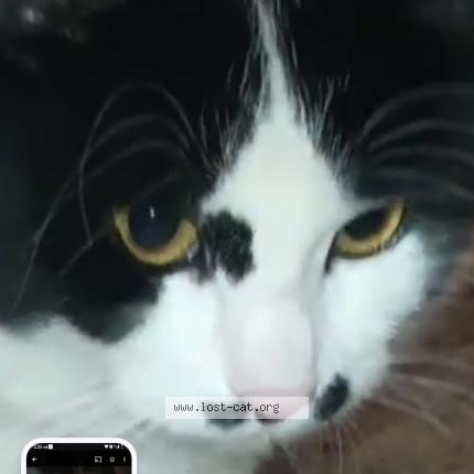 Foto 1/1 Latisha Brown Chat perdido en San jose