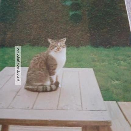 Foto 1/1 GASPARD Chat perdido en Epiniac