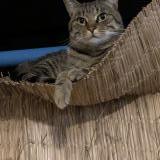 Foto del gato perdido en Saint Orens De Gameville