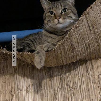 Foto 1/1 Twilly Chat perdido en Saint orens de gameville