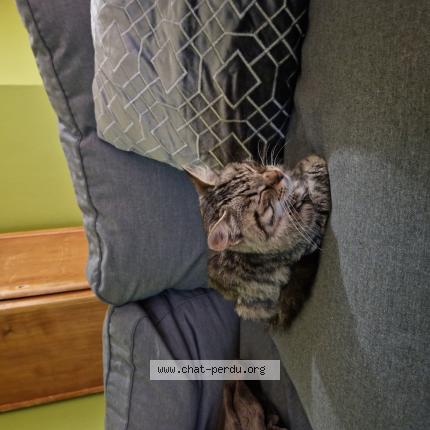 Foto 1/1 Gato encontrado Encontrado en Saint victor la riviere