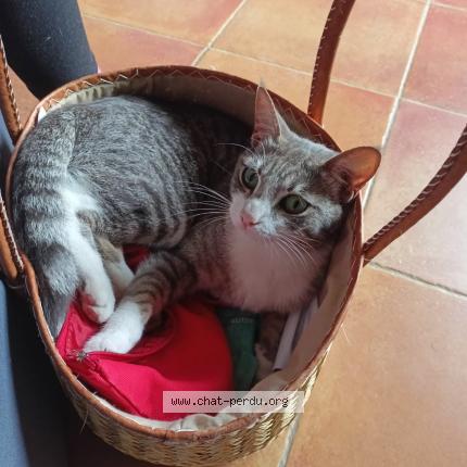 Foto 1/1 Taïko Chat perdido en Cadenet