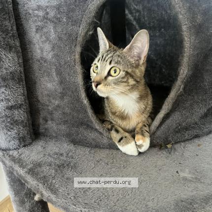 Foto 2/4 Vanille Chat perdido en St etienne du rouvray