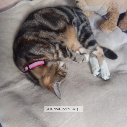 Foto 3/4 Vanille Chat perdido en St etienne du rouvray