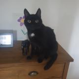 Foto del gato perdido en Herimenil