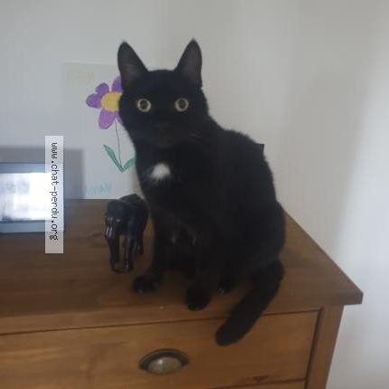 Foto 1/1 STARI Chat perdido en Herimenil